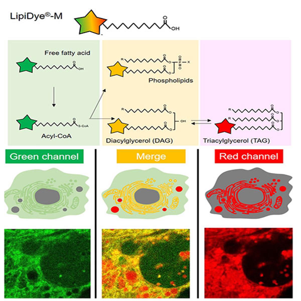 /Content/Upload/Product/LipiDye-M-Lipid-Metabolism-Tracer_FNK-FDV-0028_w600_Diagnocine_1200.jpg