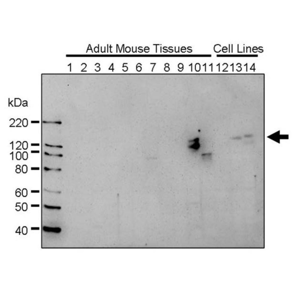 /Content/Upload/Product/MK03380505_fig1_1200.png