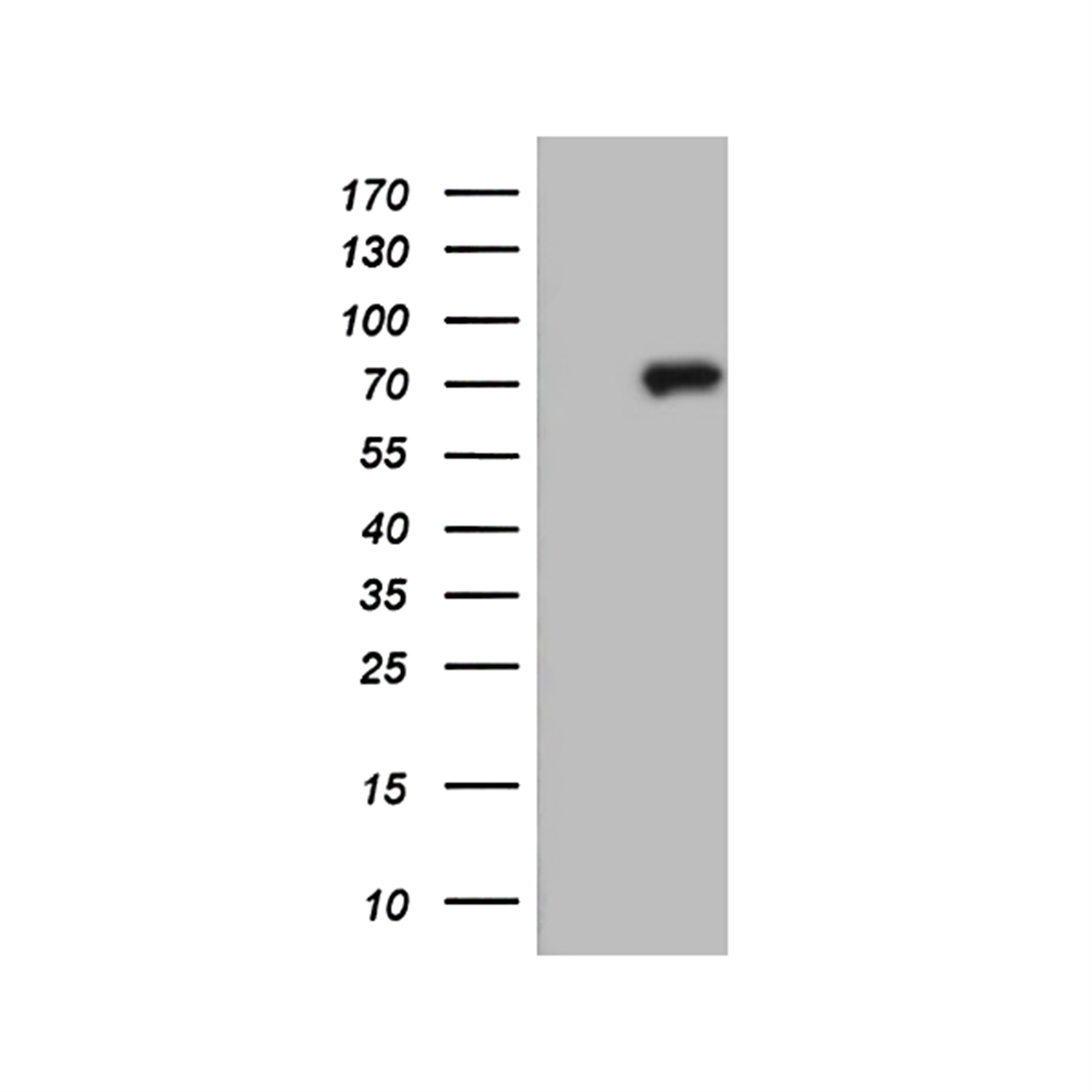 /Content/Upload/Product/MKA0171AF_1_1200.png