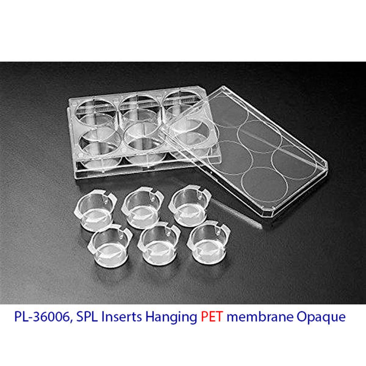 /Content/Upload/Product/PL-36006_SPL-Inserts-Hanging-PET-membrane-Opaque_1200.jpg
