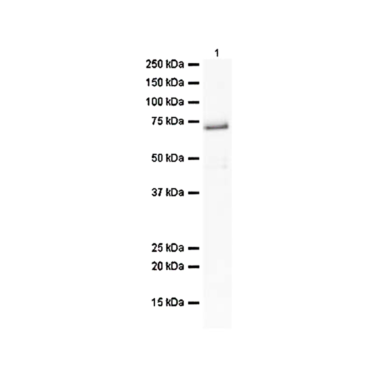 /Content/Upload/Product/PP-H7341-00_1200.png