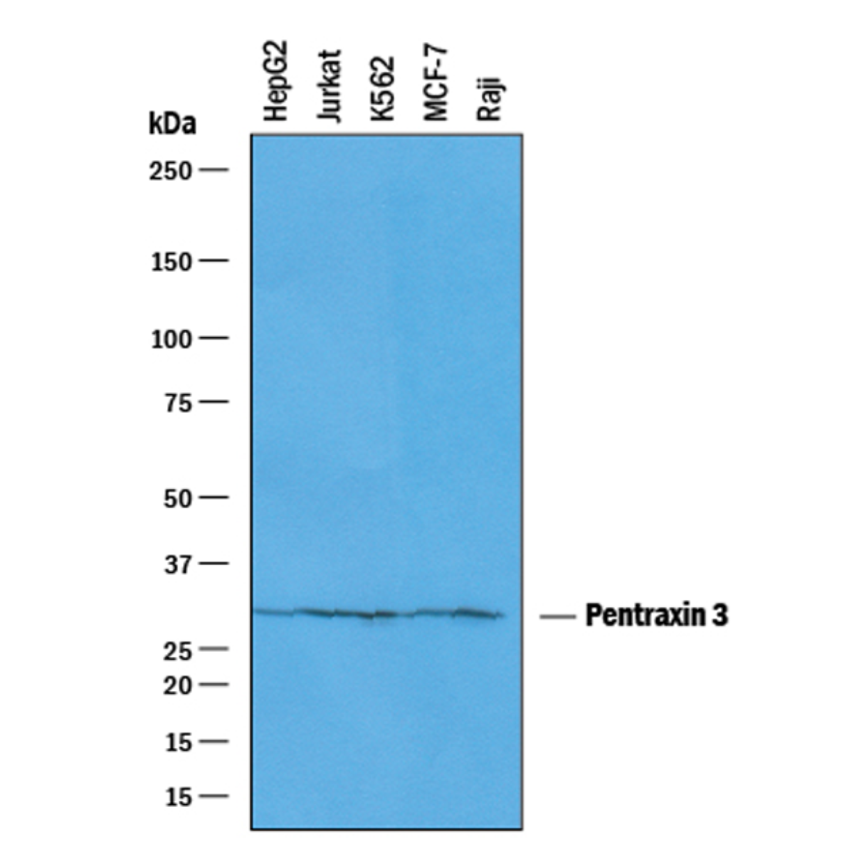 /Content/Upload/Product/PP-PPJ0069-00_1200.png