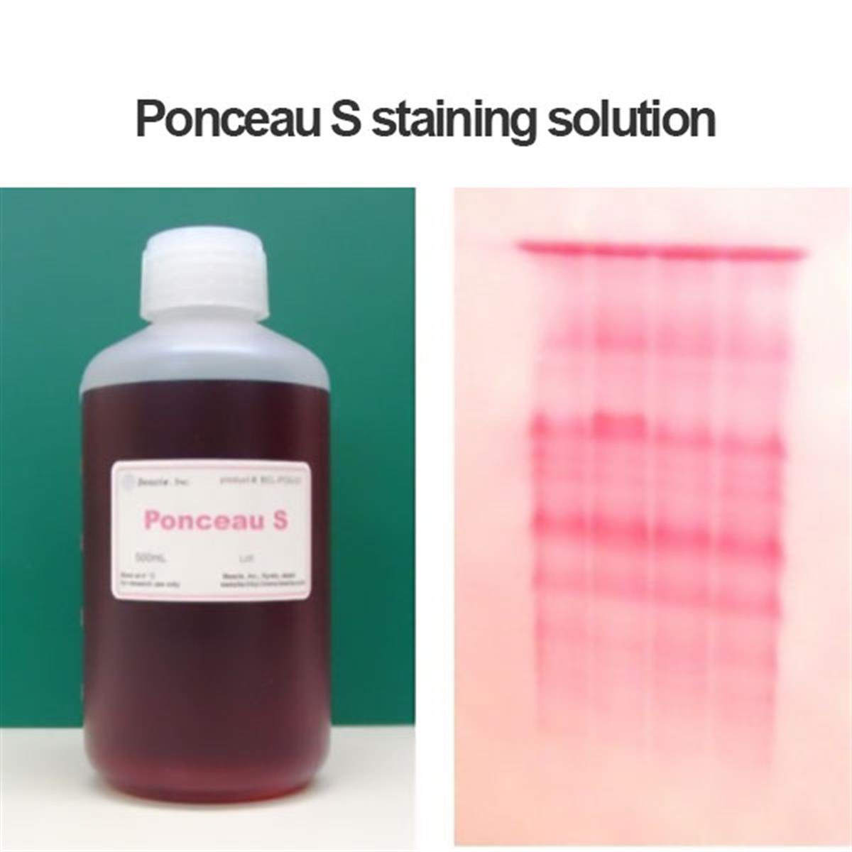 /Content/Upload/Product/Ponceau-S-staining-solution-FNK-BCL-PSS-01_Diagnocine_1200.jpg