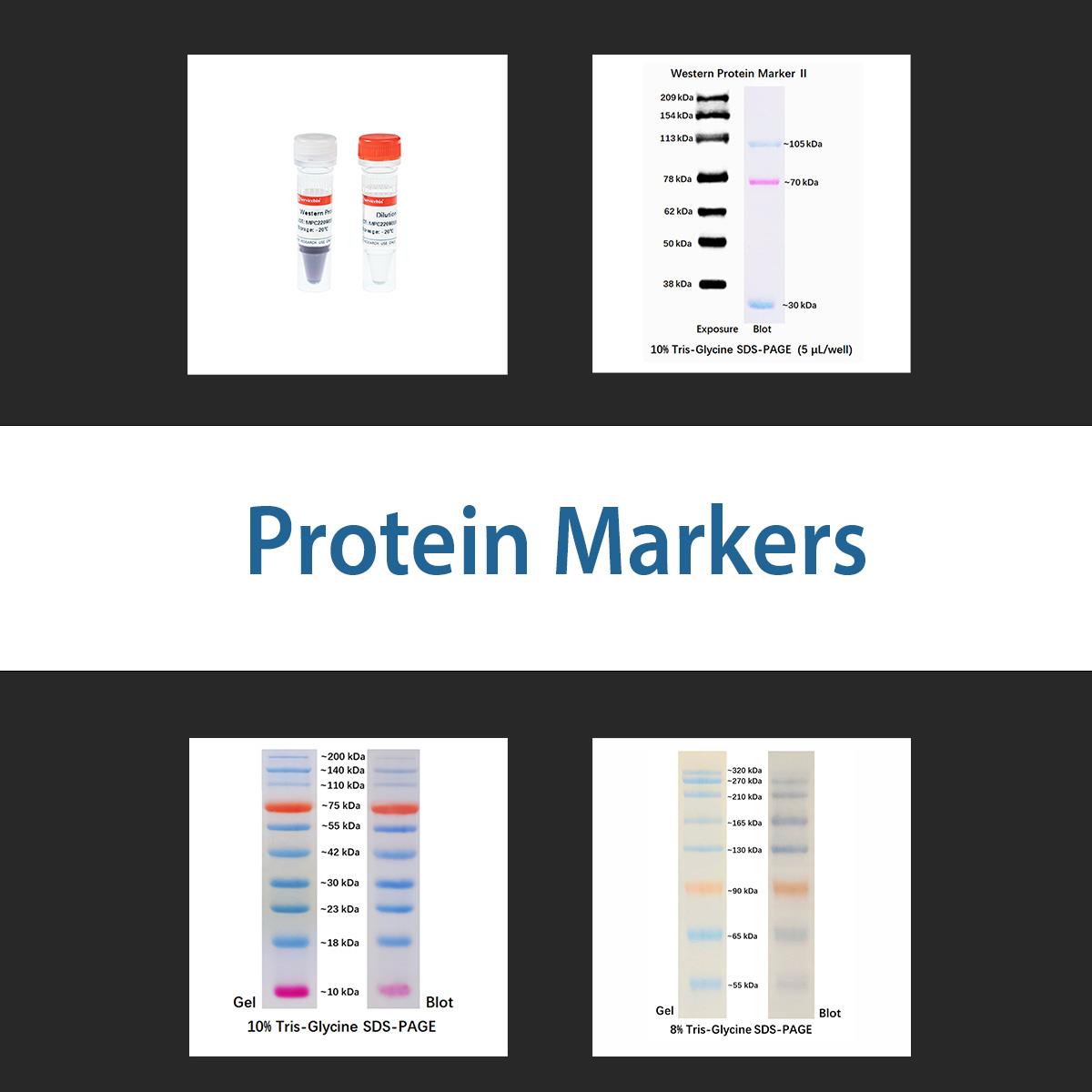 /Content/Upload/Product/Protein_1200.jpg