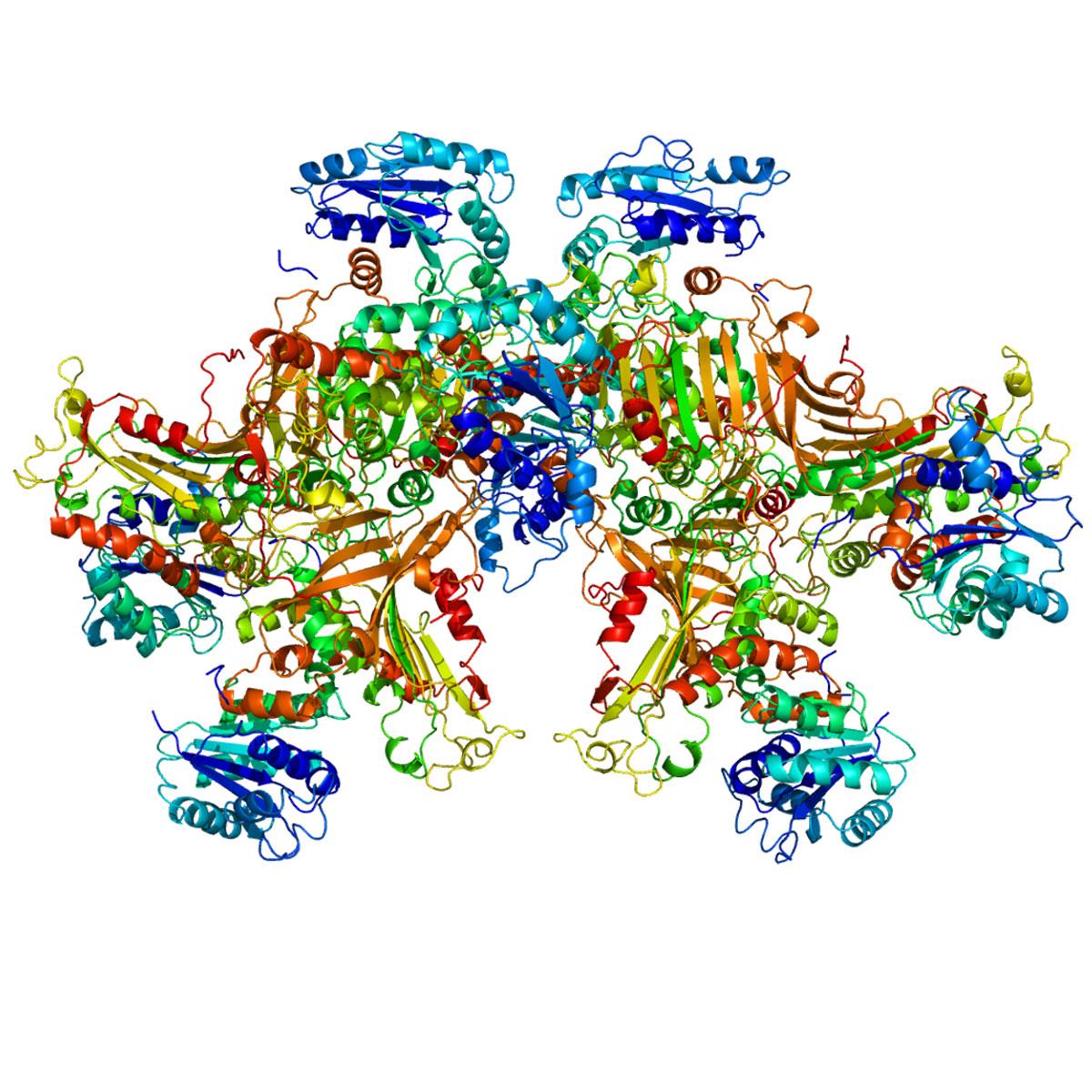 /Content/Upload/Product/Protein_G6PD_PDB_1qki_1200.jpg