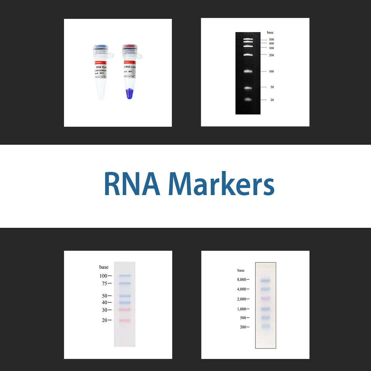 /Content/Upload/Product/RNA_1200.jpg