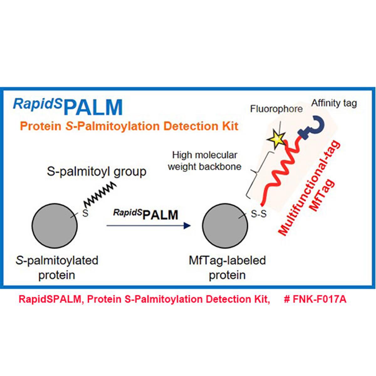 /Content/Upload/Product/RapidSPALM_Protein-S-Palmitoylation-Detection-Kit_FNK-F017A_Diagnocine_1200.jpg