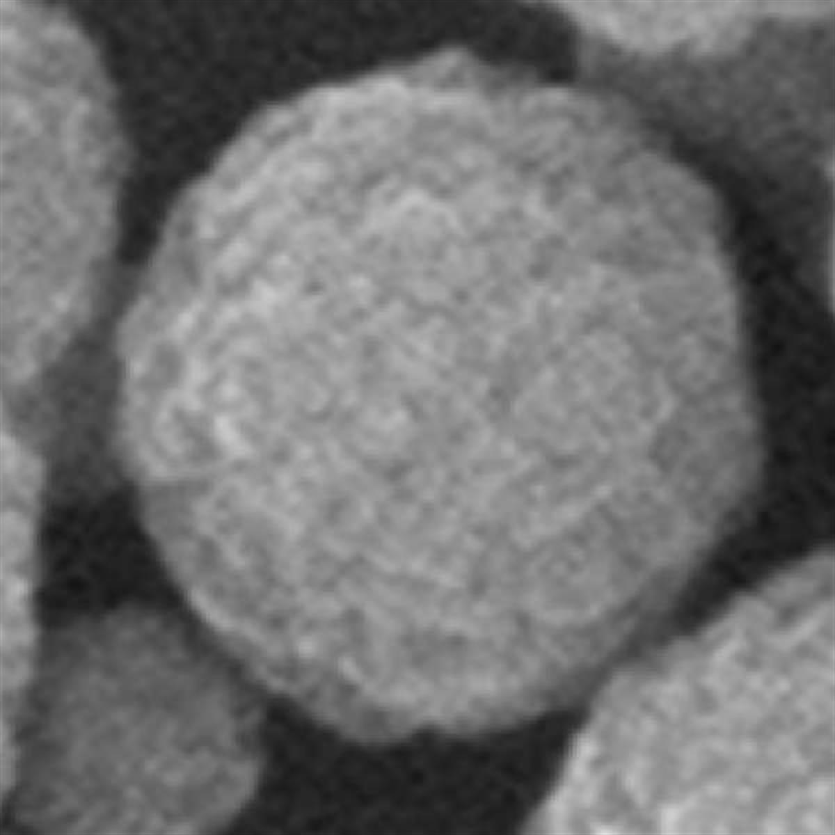 /Content/Upload/Product/SilicaHydroxyMagneticNanoparticles_1200.jpg