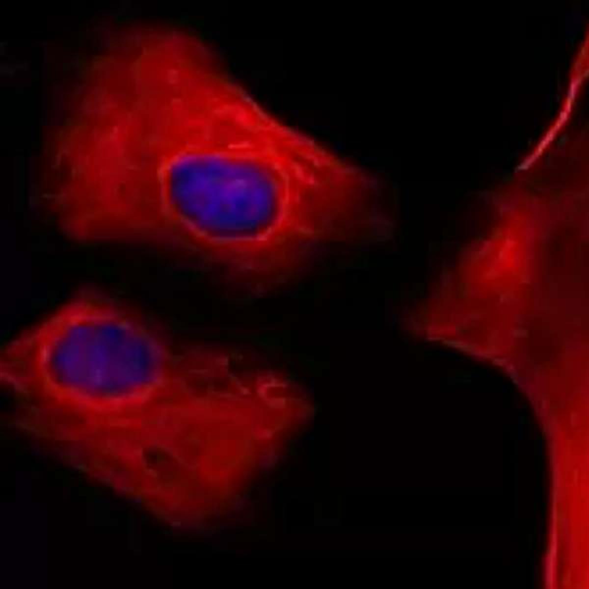 /Content/Upload/Product/StreptavidinFlamma648_1200_1.jpg