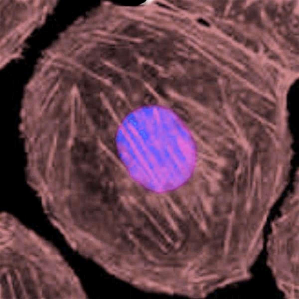 /Content/Upload/Product/StreptavidinFlamma749_1200_1.jpg
