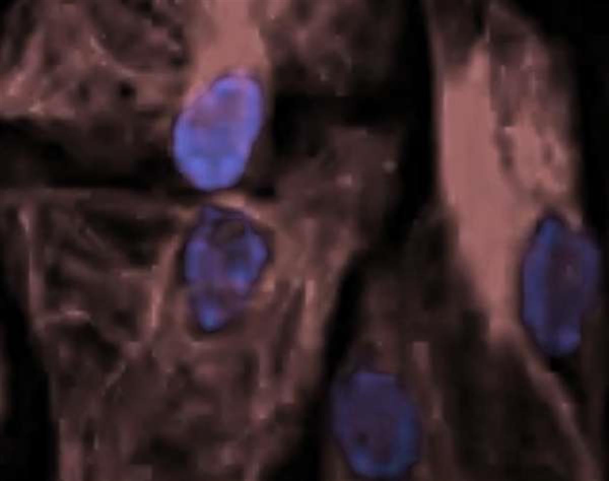/Content/Upload/Product/StreptavidinFlamma774_1200_1.jpg
