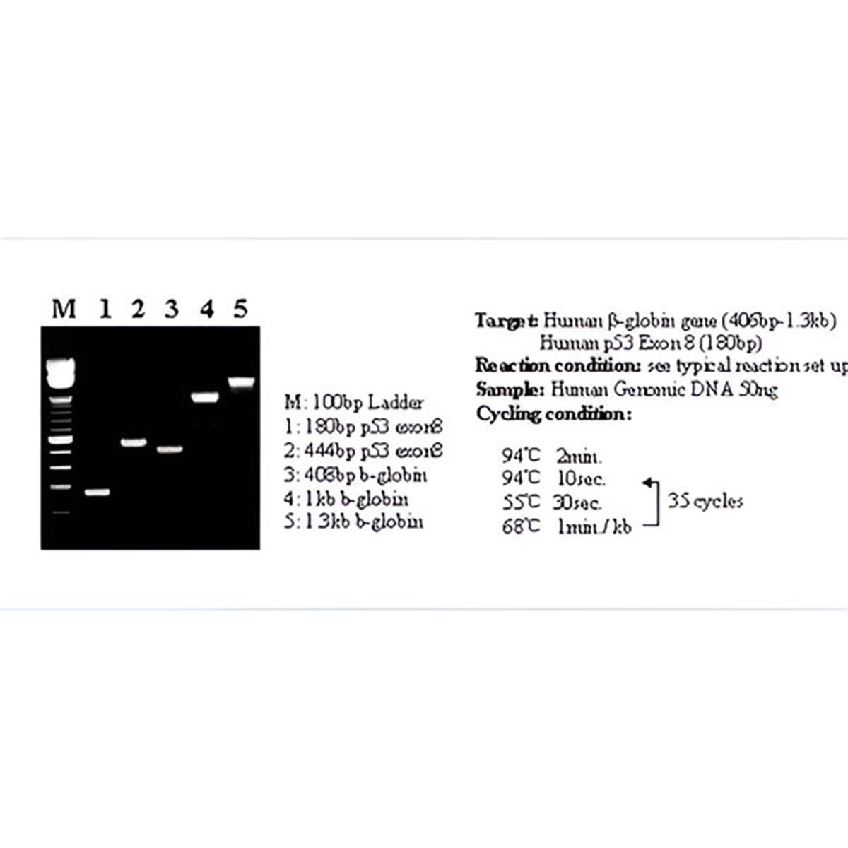 /Content/Upload/Product/TYB-TAP-211-rTaq-DNA-Polymerase-main-Diagnocine_1200.jpg