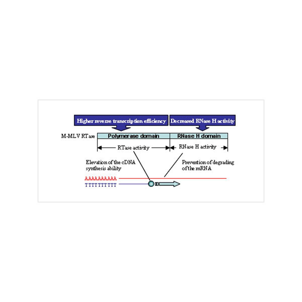 /Content/Upload/Product/TYB-TRT-101-main-Diagnocine_1200.jpg