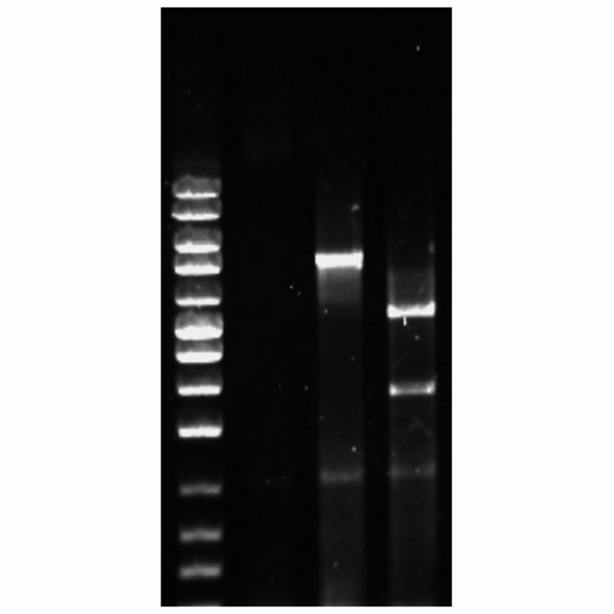 /Content/Upload/Product/Taq_DNA_polymerase_Enhancer_1200_1_1200.png