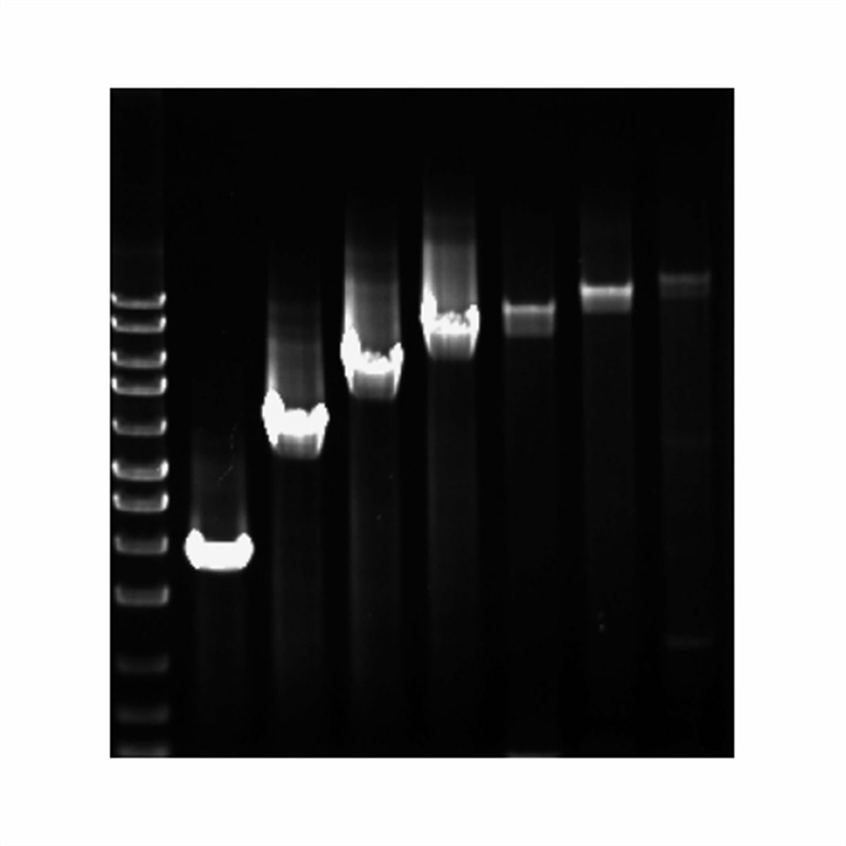 /Content/Upload/Product/Taq_DNA_polymerase_Robust_1200_1_1200_1.png