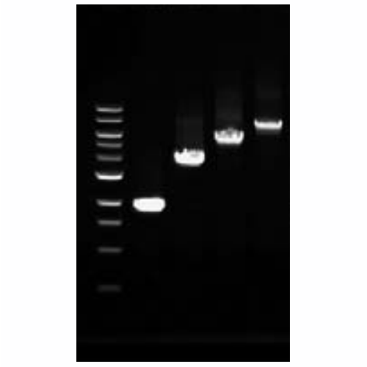 /Content/Upload/Product/Taq_DNA_polymerase_Standard_1200_1_1200_1.png