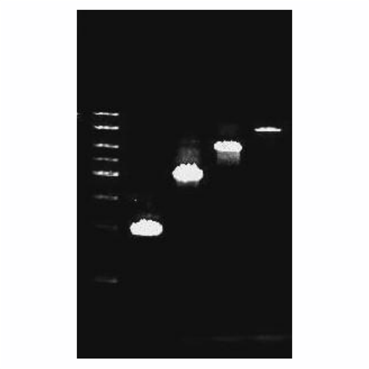 /Content/Upload/Product/Taq_Premix-1_1200_1200.png
