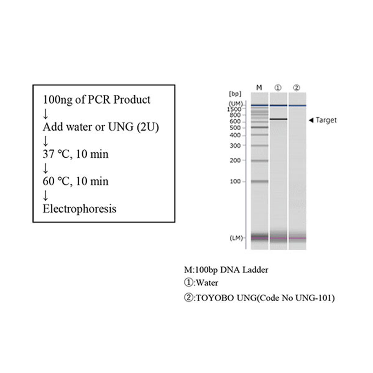/Content/Upload/Product/Uracil-DNA-Glycosylase-UNG-TYB-UNG-101-Diagnocine_1200_1200.jpg