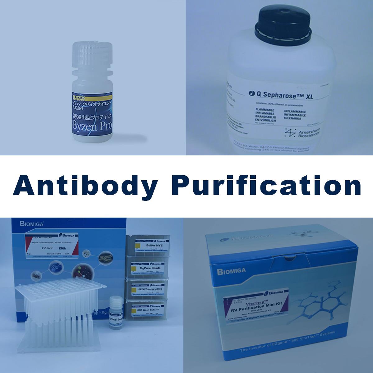 /Content/Upload/Product/antibody_purification_1_1200.jpg