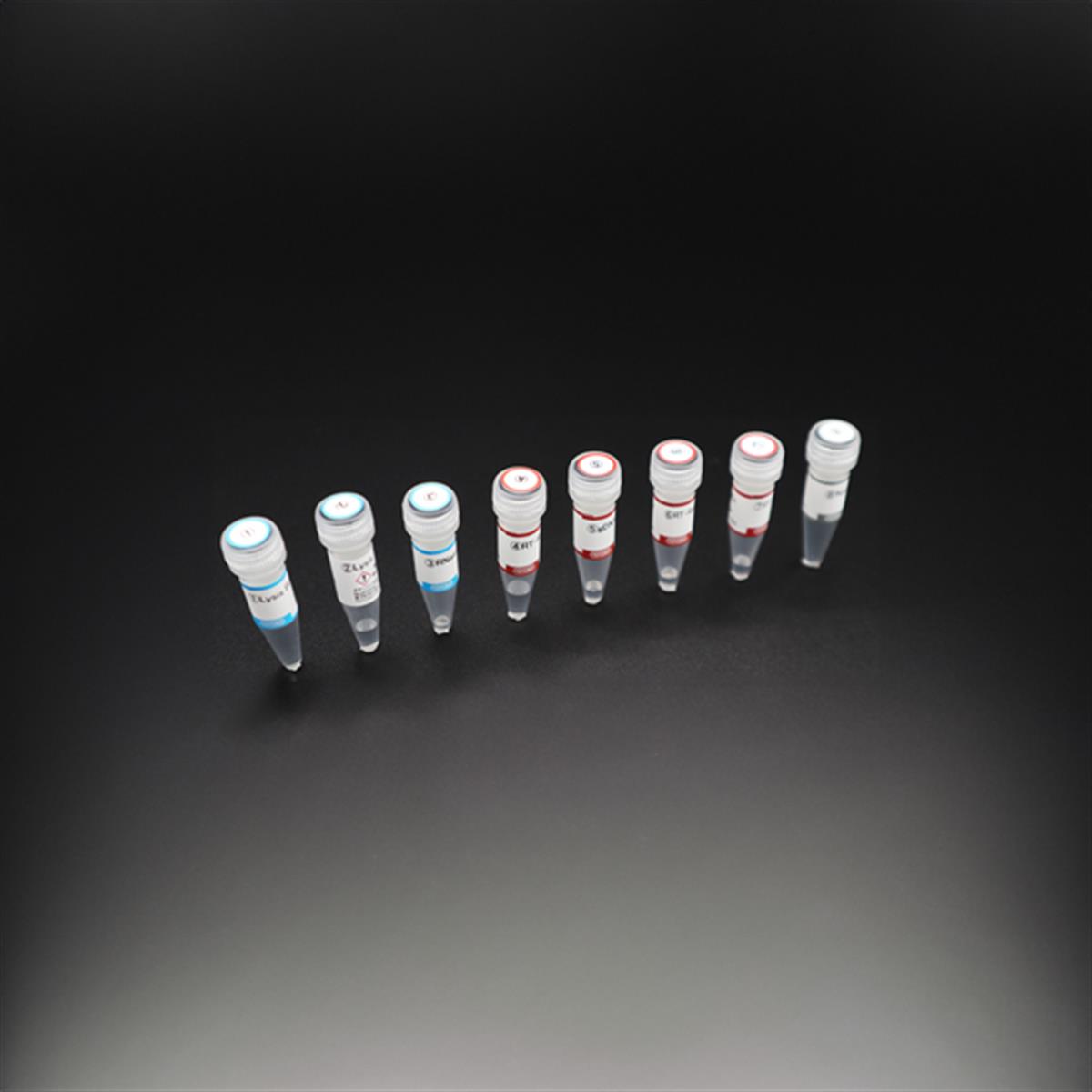 /Content/Upload/Product/cDNA_Synthesis_Kit_TYB-RMQ-101_w600_Diagnocine_1200.jpg