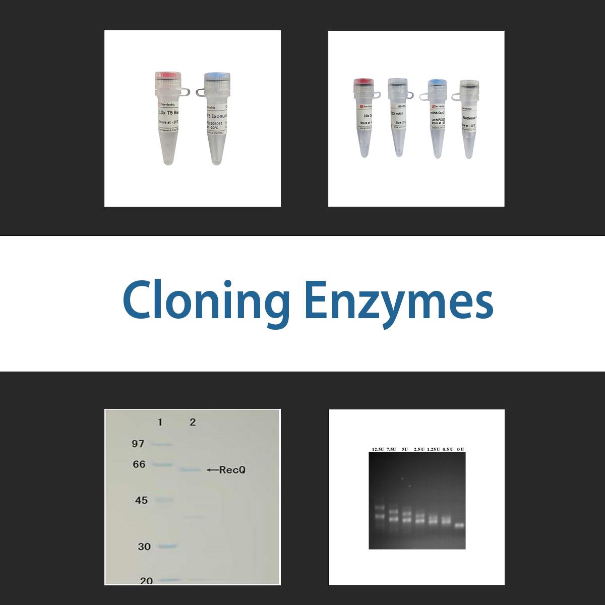 /Content/Upload/Product/cloningenzymes_1200.jpg