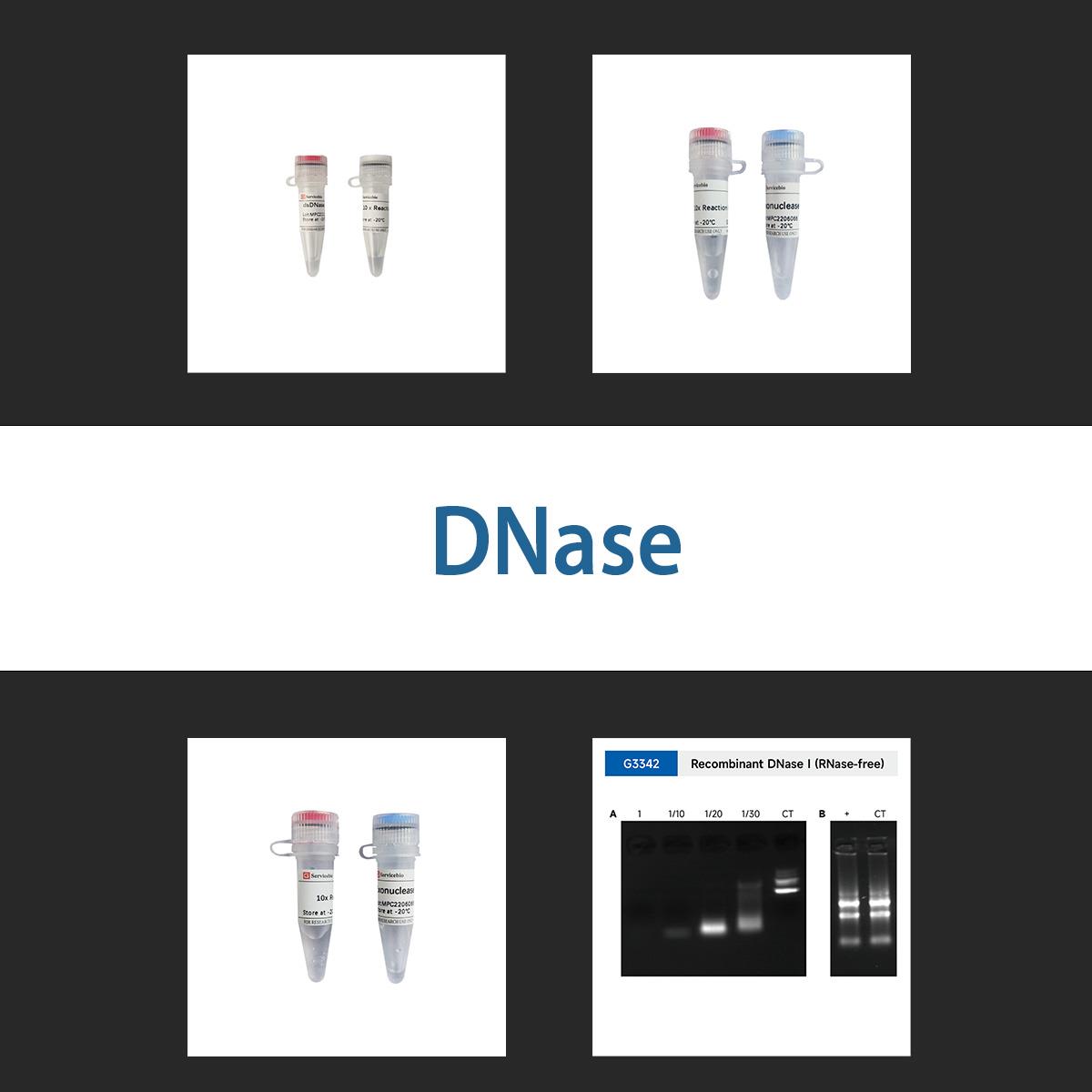 /Content/Upload/Product/dnase_1200.jpg
