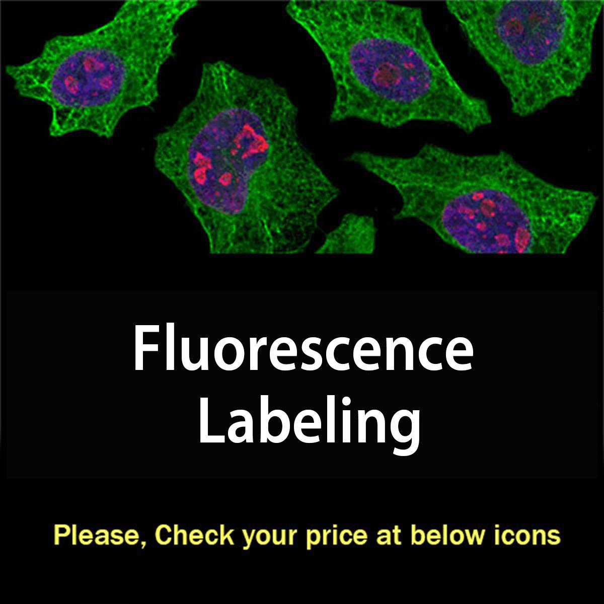 /Content/Upload/Product/fluorescencelabelling_1200.jpg