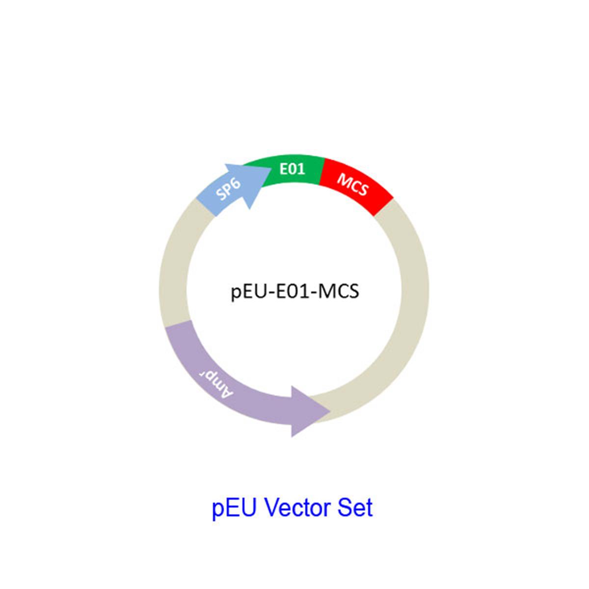 /Content/Upload/Product/pEU-Vector-Set_w600_Diagnocine_1200.jpg