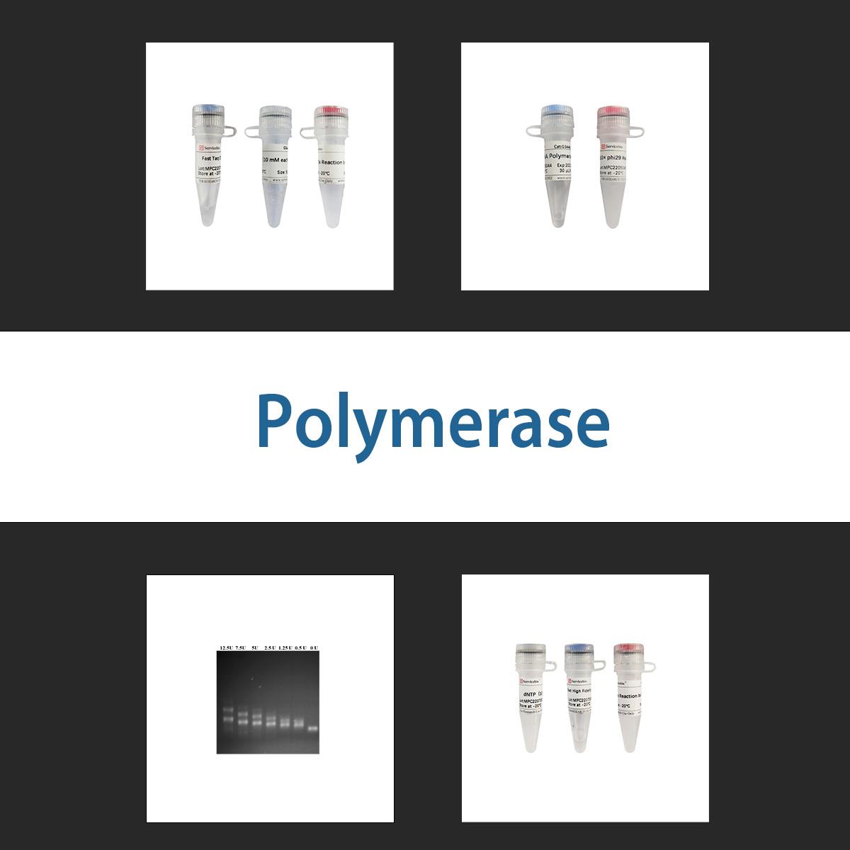 /Content/Upload/Product/polymerase_1200.jpg