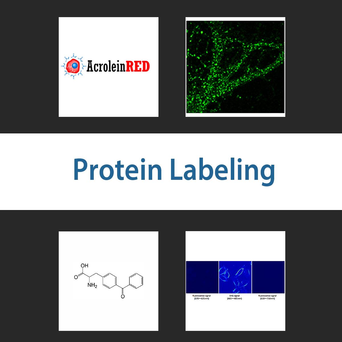 /Content/Upload/Product/proteinlabeling_1200.jpg