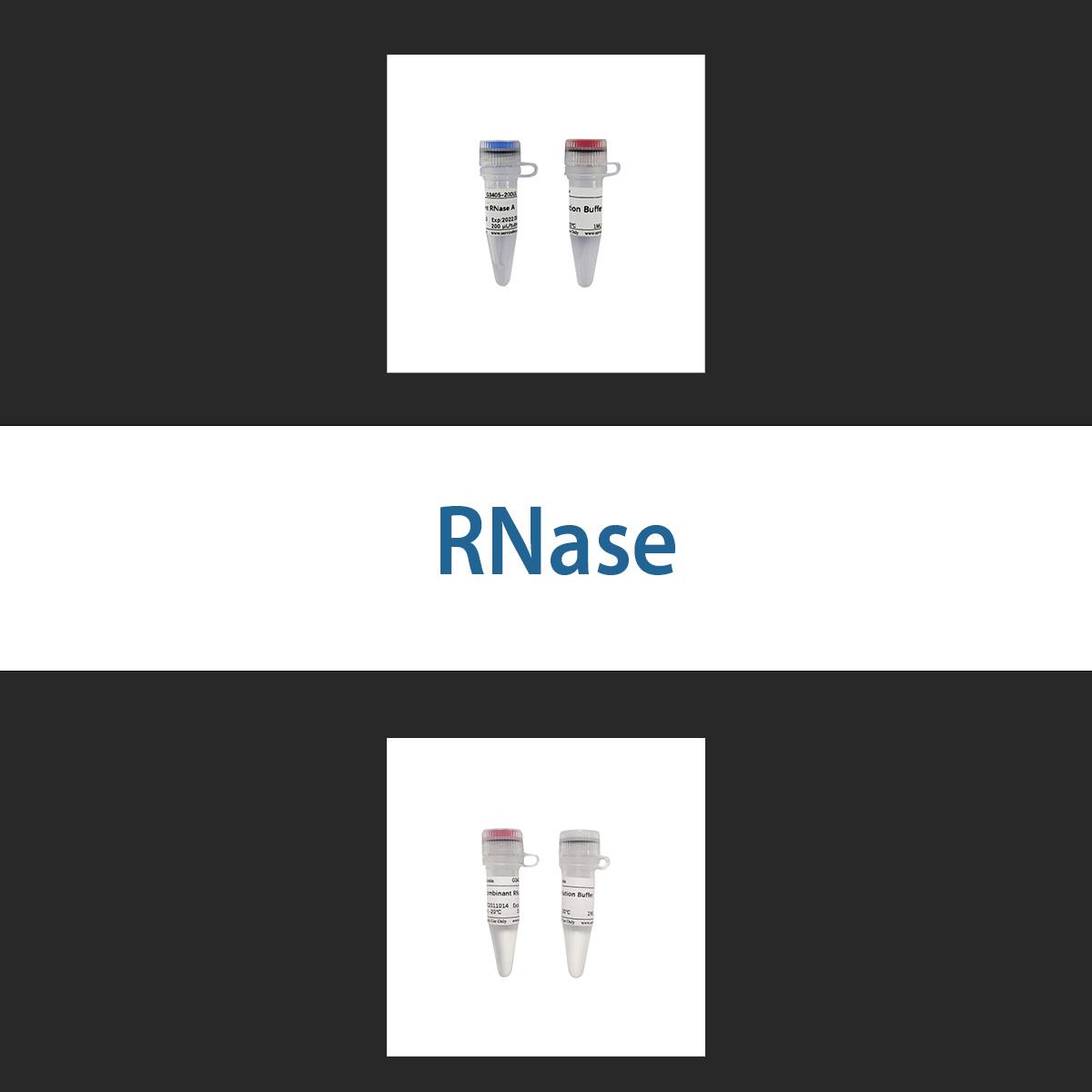 /Content/Upload/Product/rnase_1200.jpg